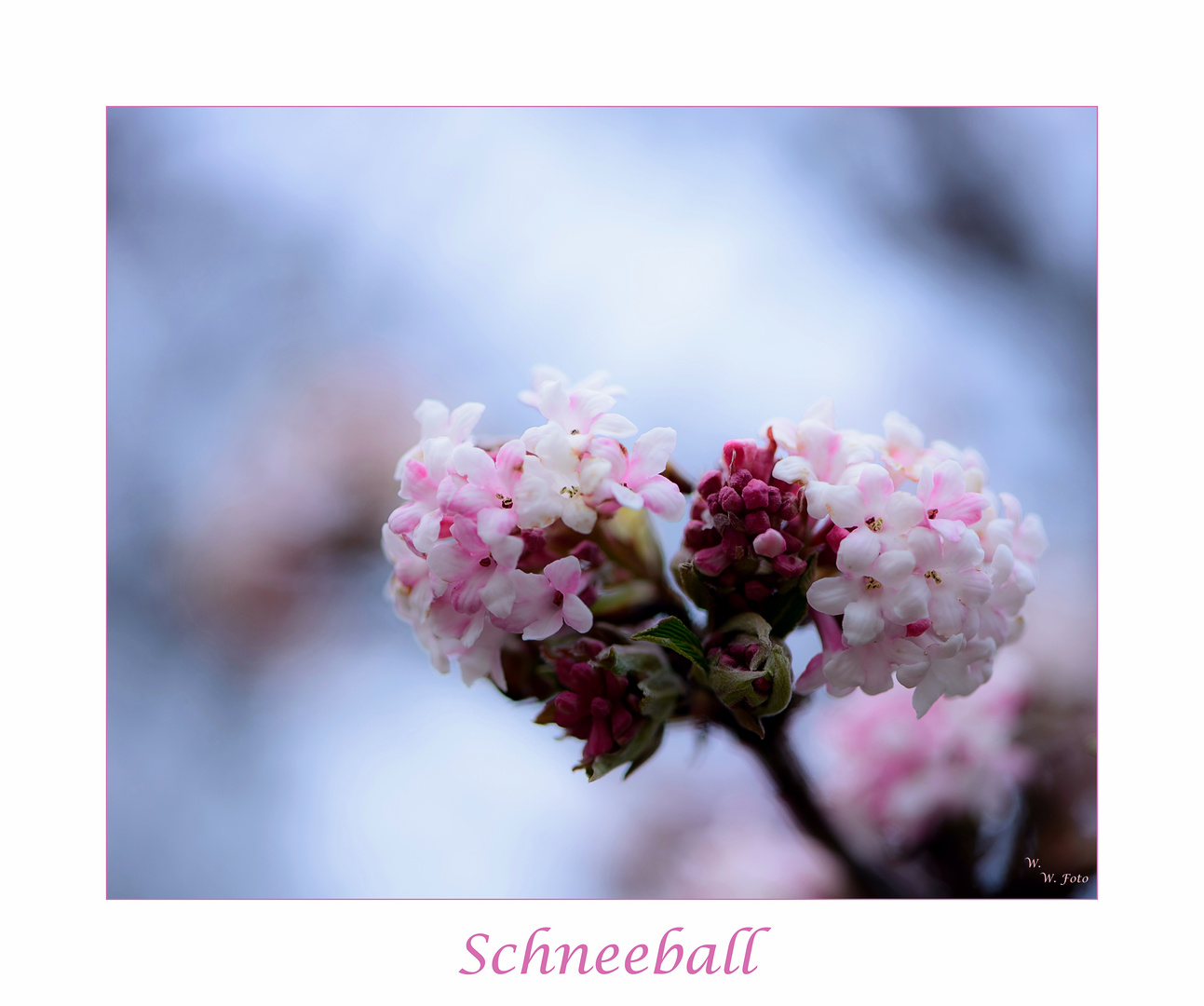 Schneeball