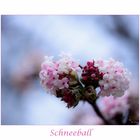 Schneeball