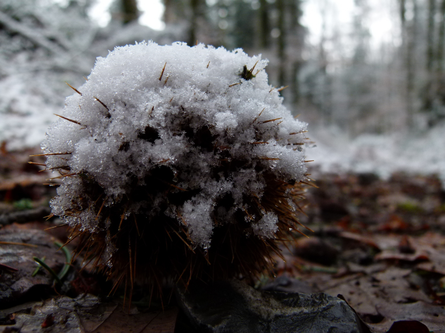 Schneeball