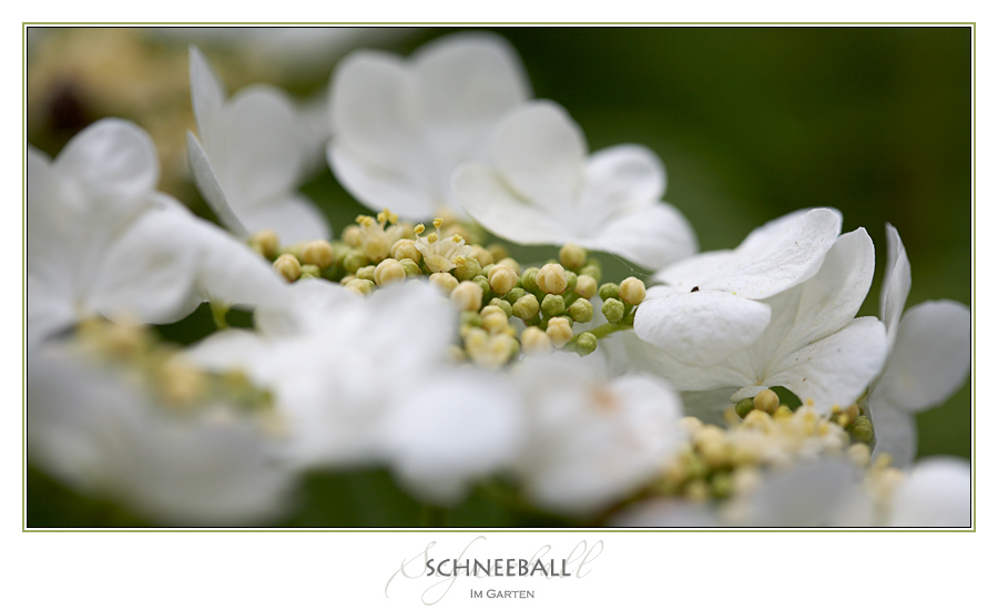 Schneeball ....