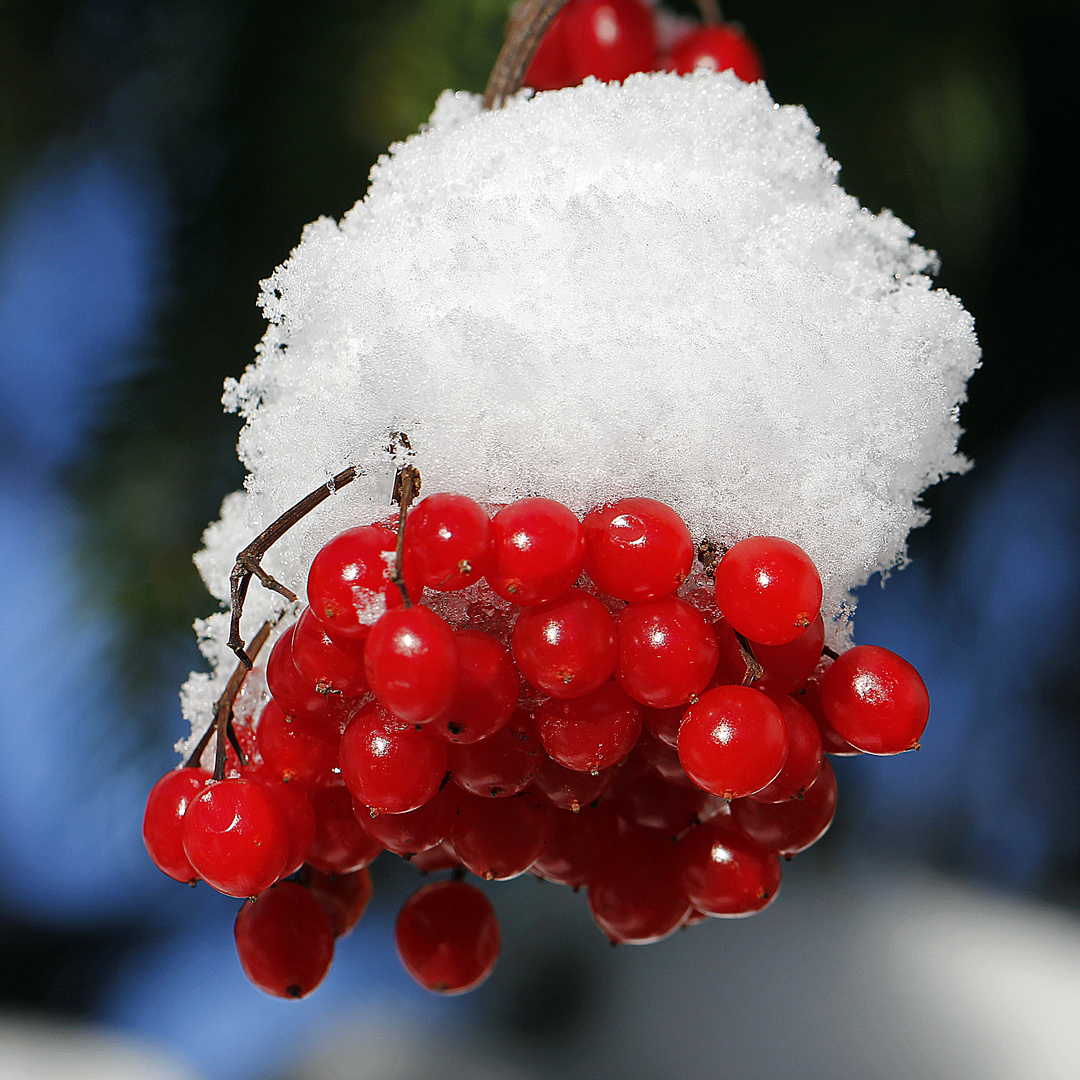 Schneeball auf Schneeball