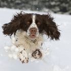 Schneeball auf vier Pfoten