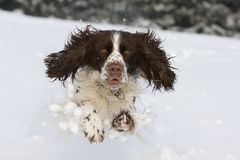 Schneeball auf vier Pfoten