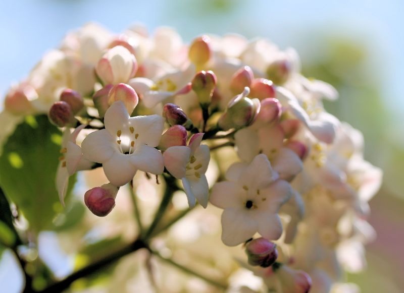 Schneeball Blüte