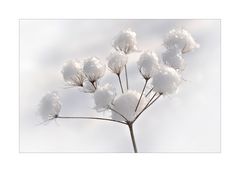 Schneeball - Blüten