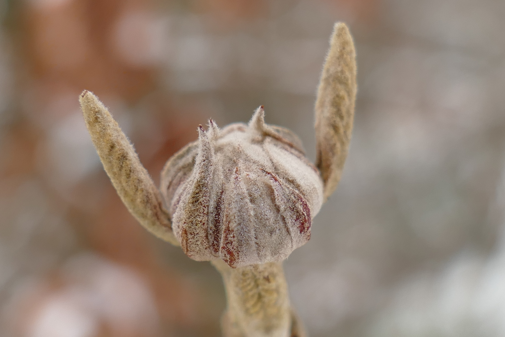 Schneeball