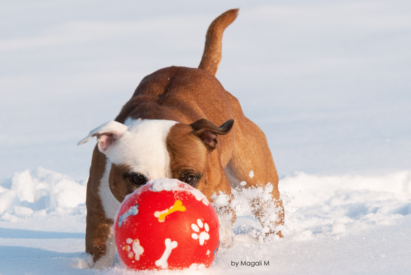 Schneeball?