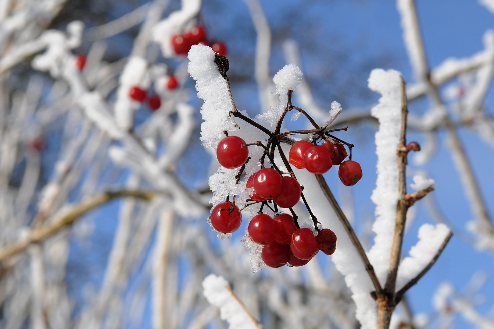 Schneeball