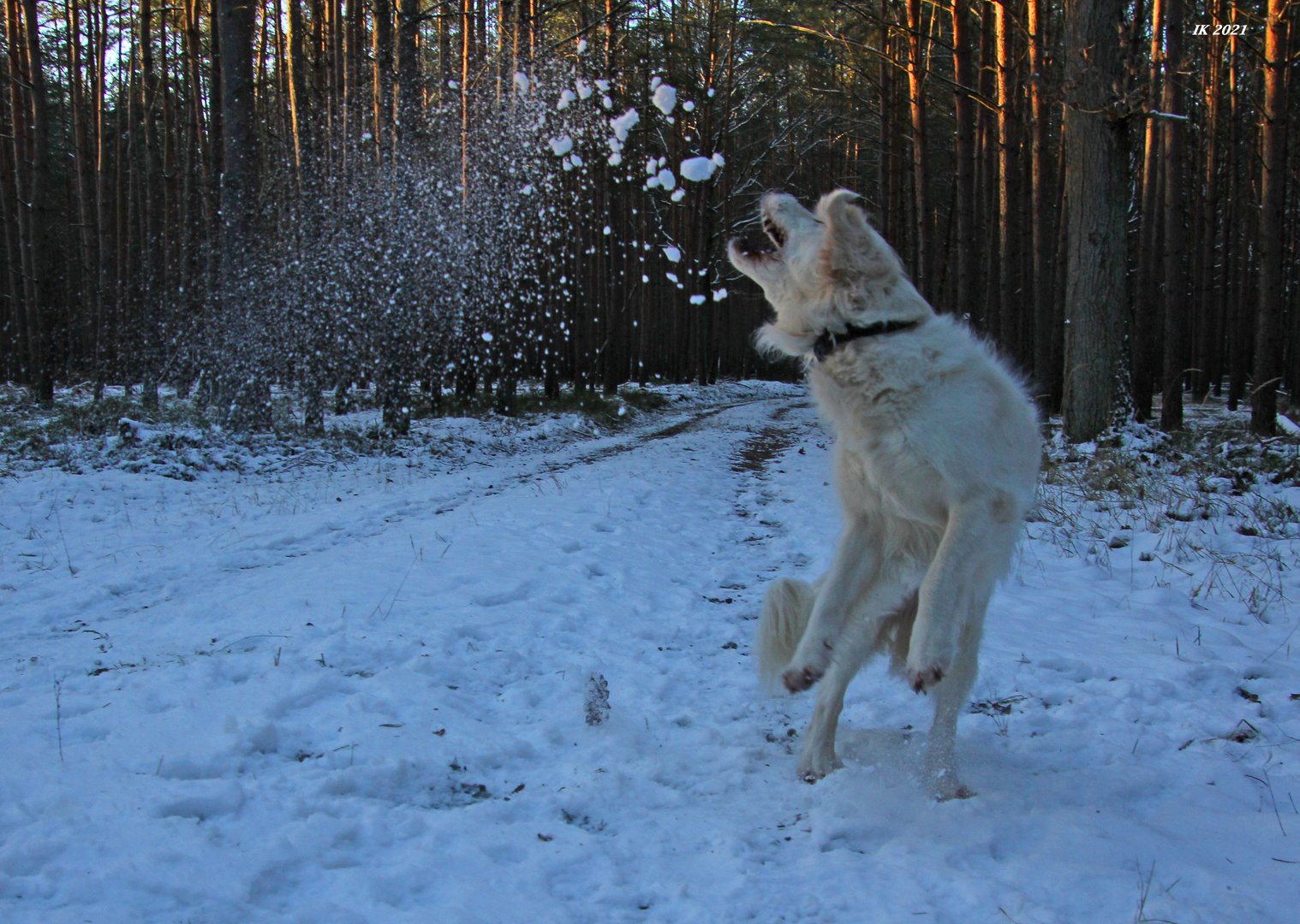 Schneeball fangen