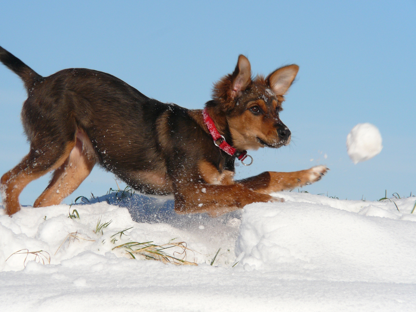 Schneeball fangen