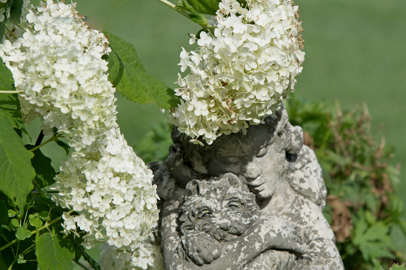 Schneeball-Hortensie 'Annabelle'