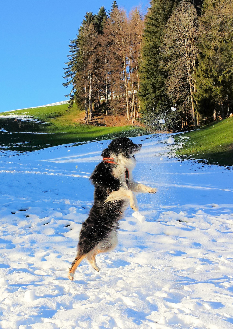 Schneeball ich komme....