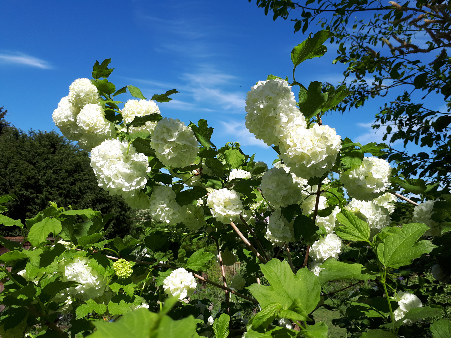 Schneeball im Frühling 