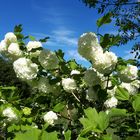 Schneeball im Frühling 