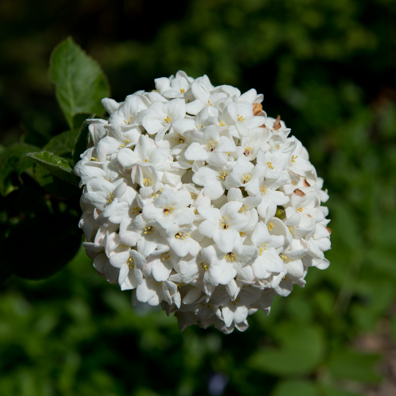 Schneeball im Frühling