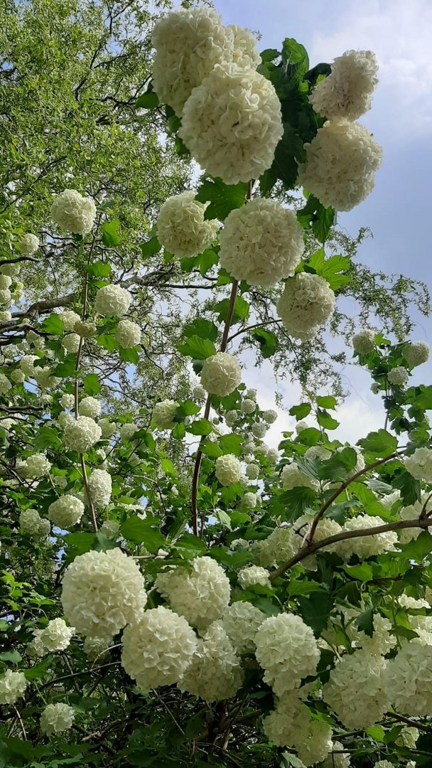 Schneeball im Frühling?