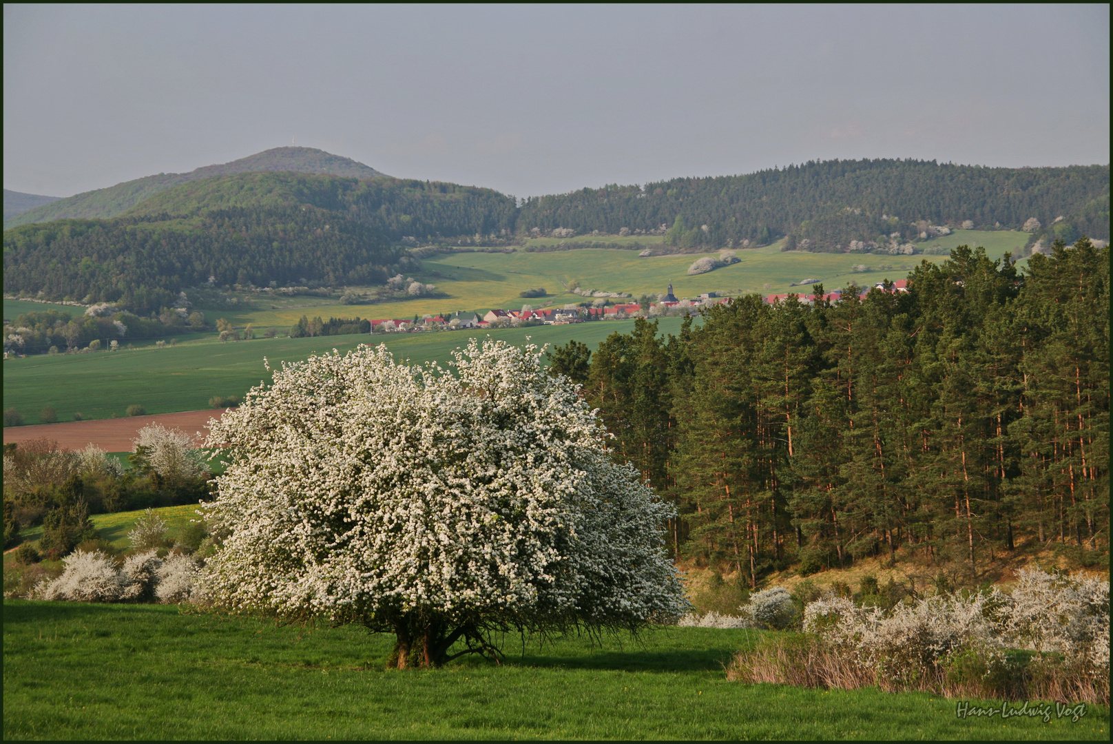 Schneeball im Frühling