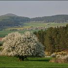 Schneeball im Frühling