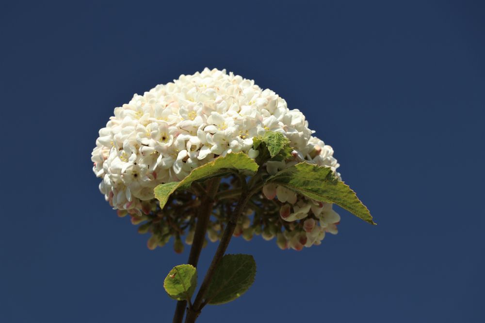 Schneeball im Frühling