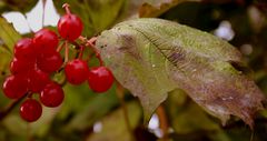 schneeball im herbstkleid