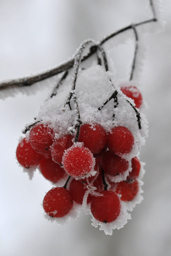 Schneeball im Hochsommer