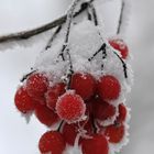 Schneeball im Hochsommer