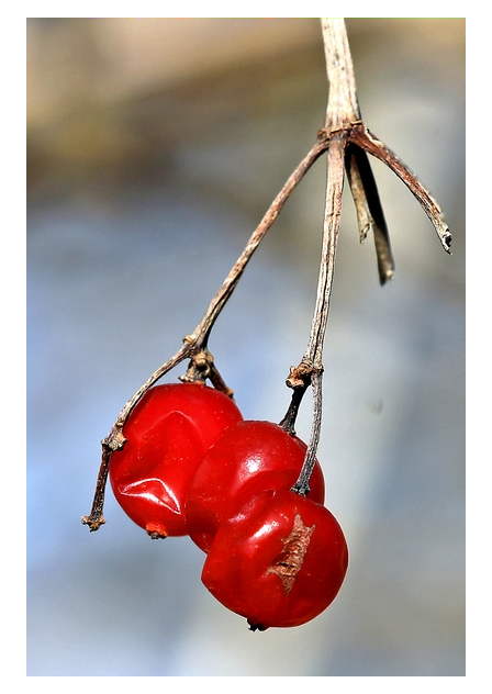 Schneeball in rot