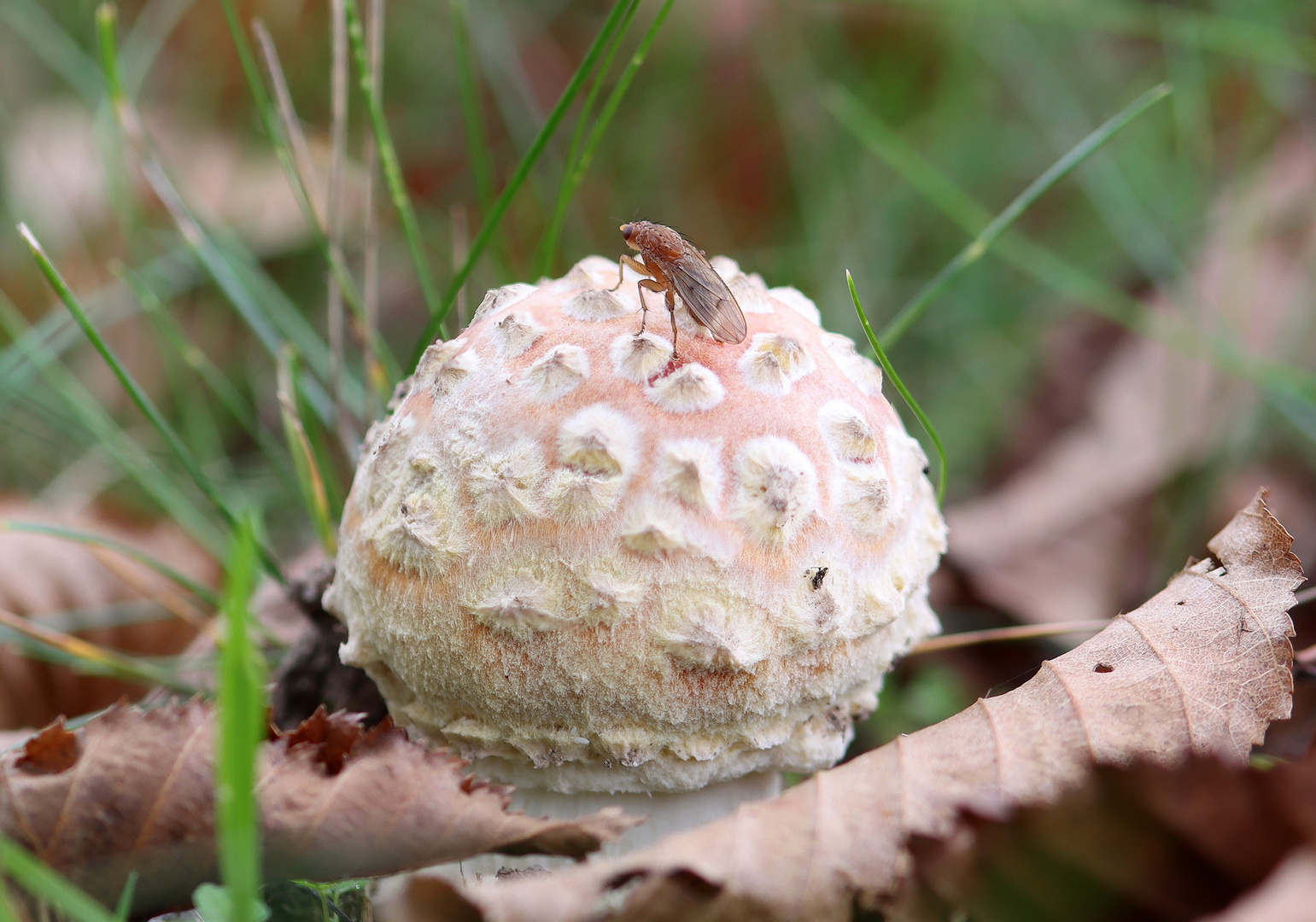 "Schneeball" mit Fliege