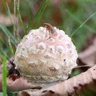 "Schneeball" mit Fliege