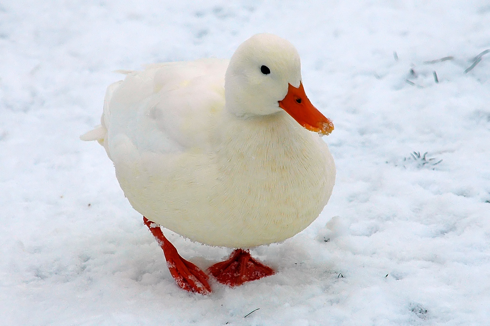 schneeball mit füsschen :-)