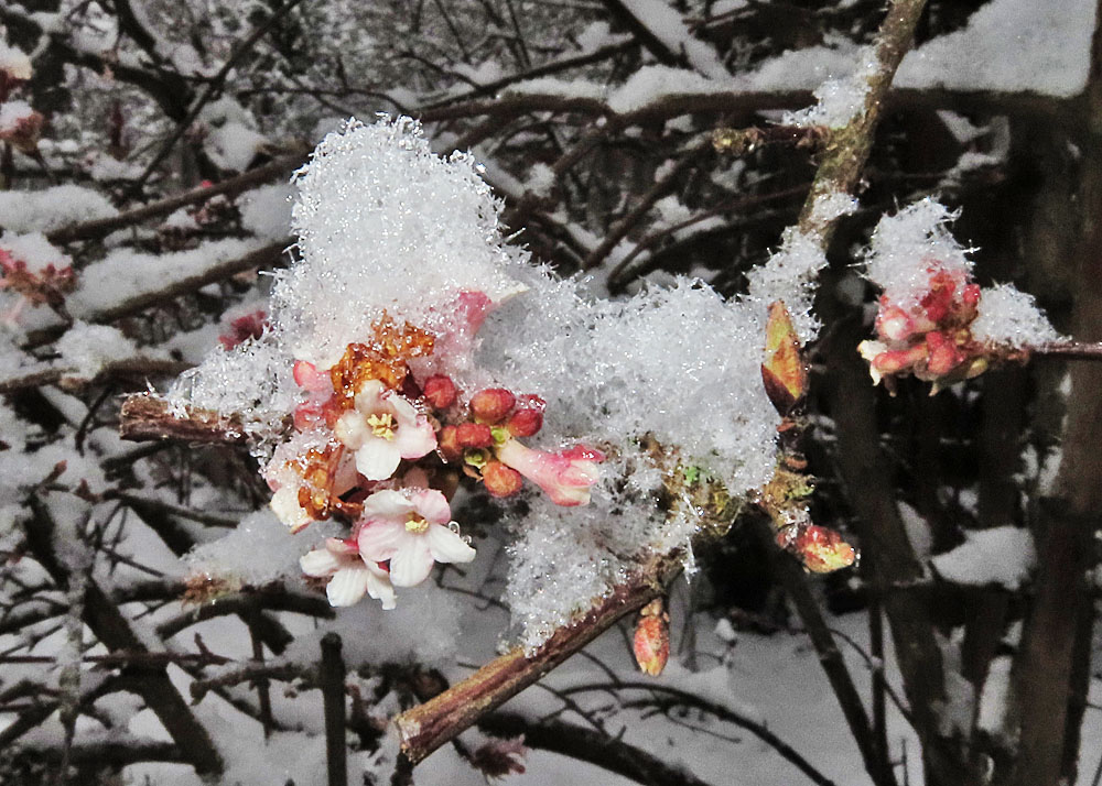 "Schneeball" mit Schnee