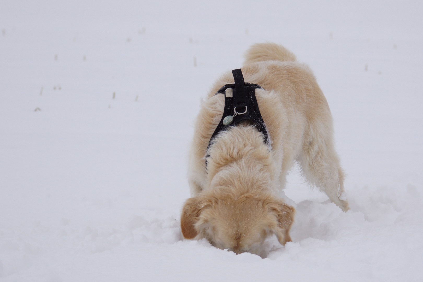 Schneeball vermisst