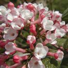 Schneeball Viburnum