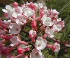 Schneeball Viburnum