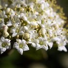 Schneeball - Viburnum opulus