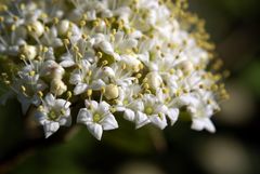 Schneeball - Viburnum opulus