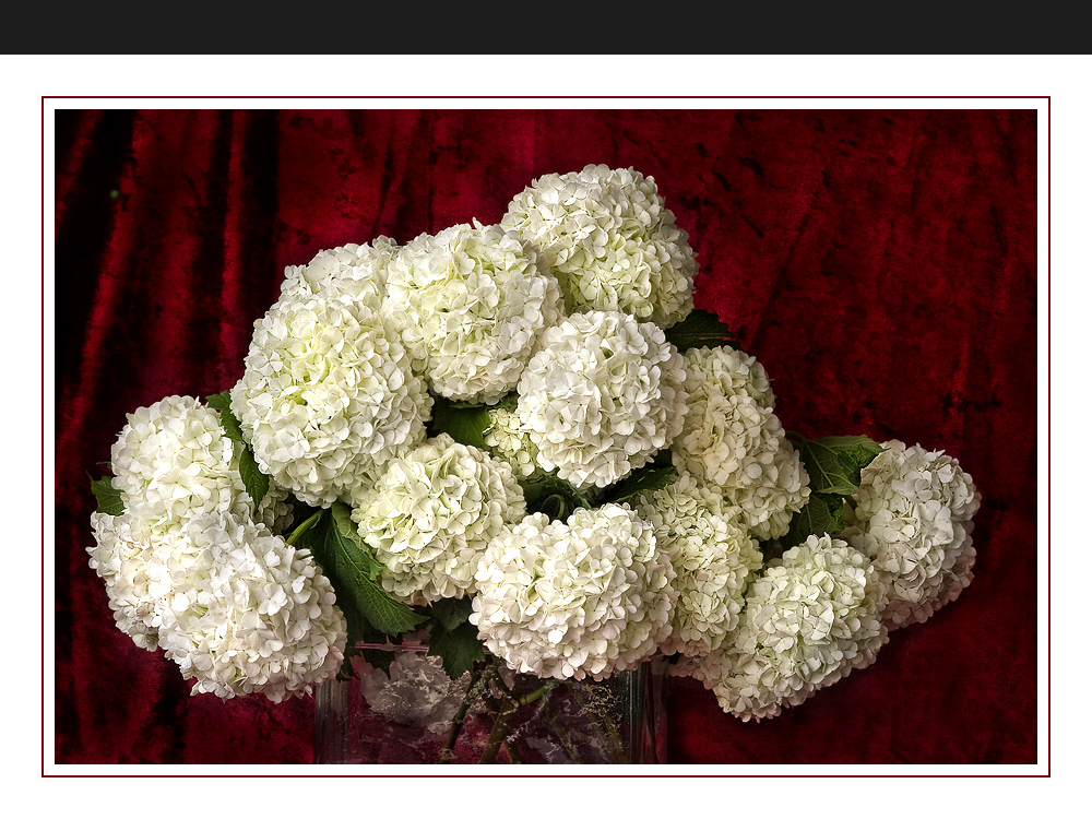 Schneeball , Viburnum opulus roseum -