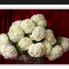 Schneeball , Viburnum opulus roseum -