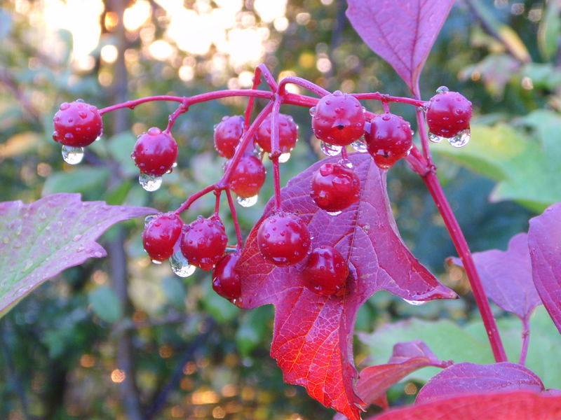 Schneeball Viburnum spec.