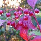 Schneeball Viburnum spec.