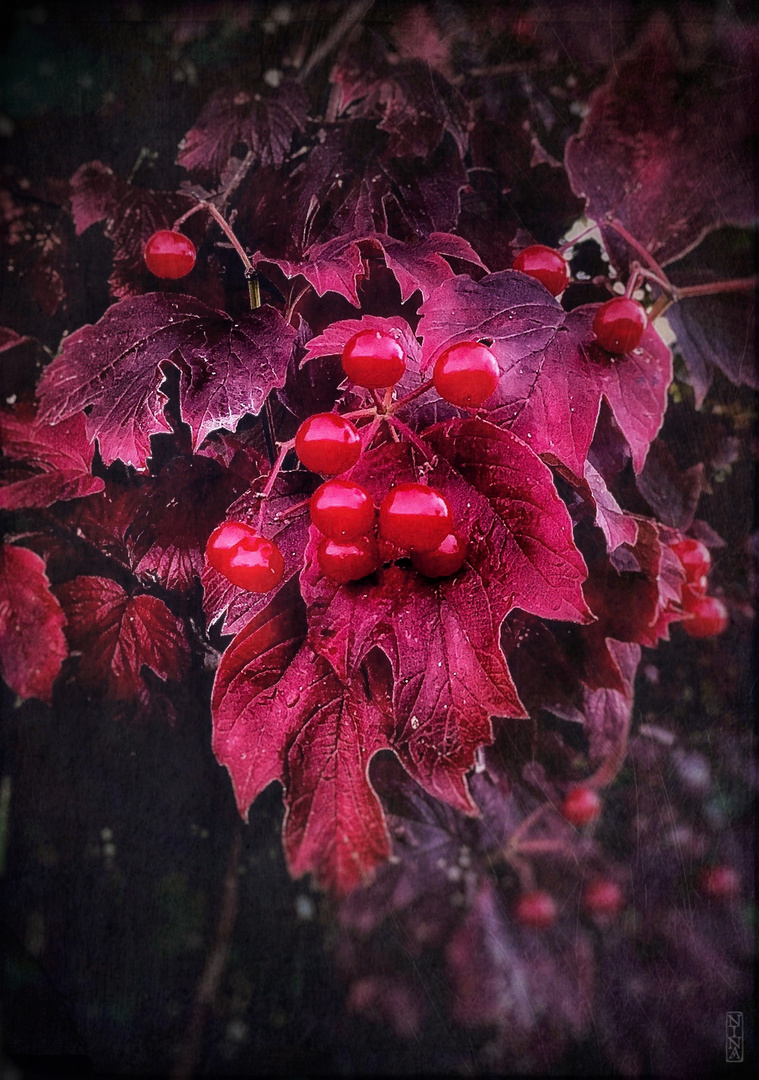 schneeballbeeren