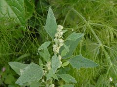 Schneeballblättriger Gänsefuß (Chenopodium opulifolium)