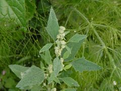 Schneeballblättriger Gänsefuß (Chenopodium opulifolium)