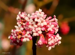 Schneeballblüte