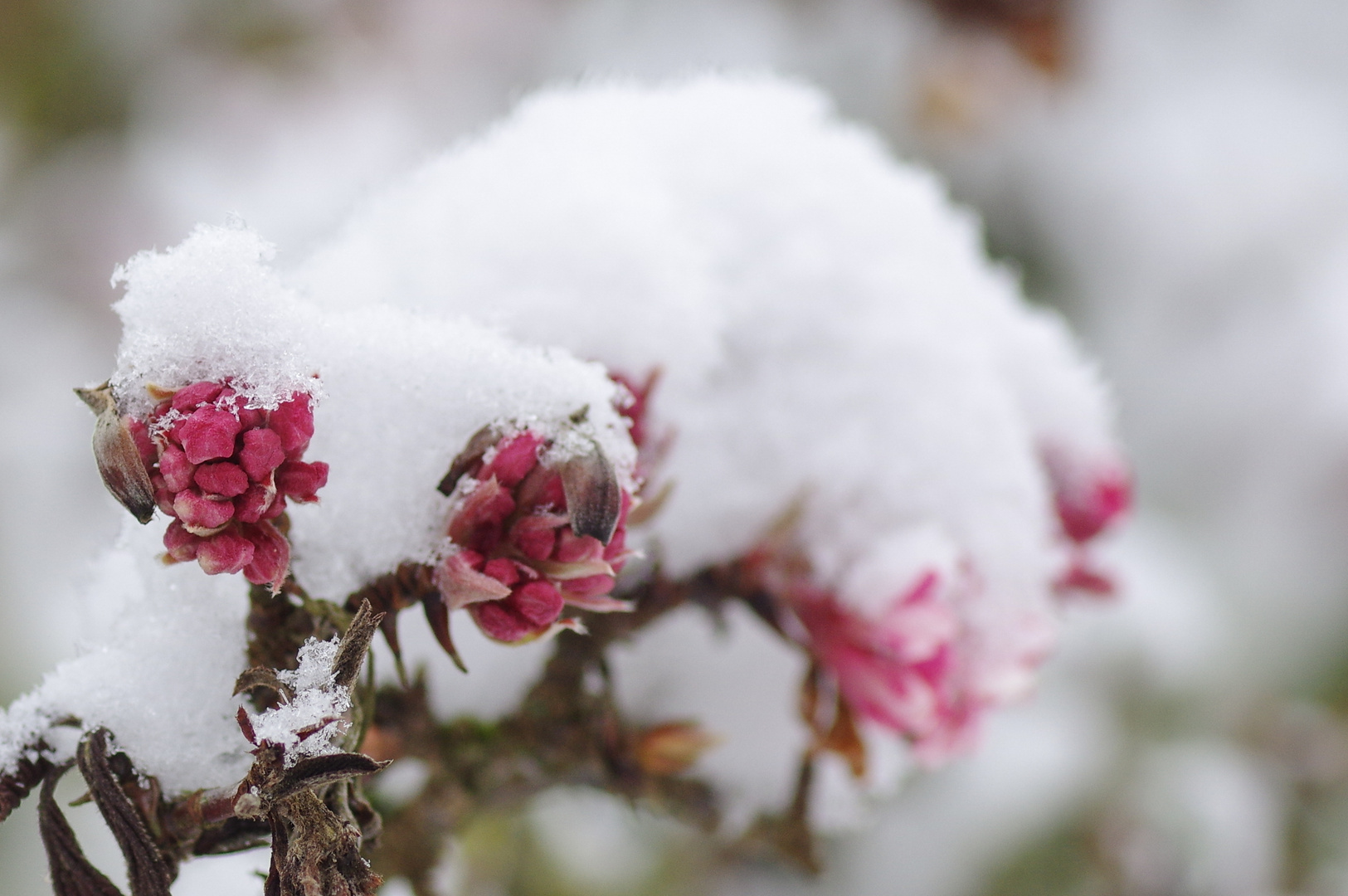 Schneeballblüte im - Schnee