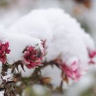 Schneeballblüte im - Schnee