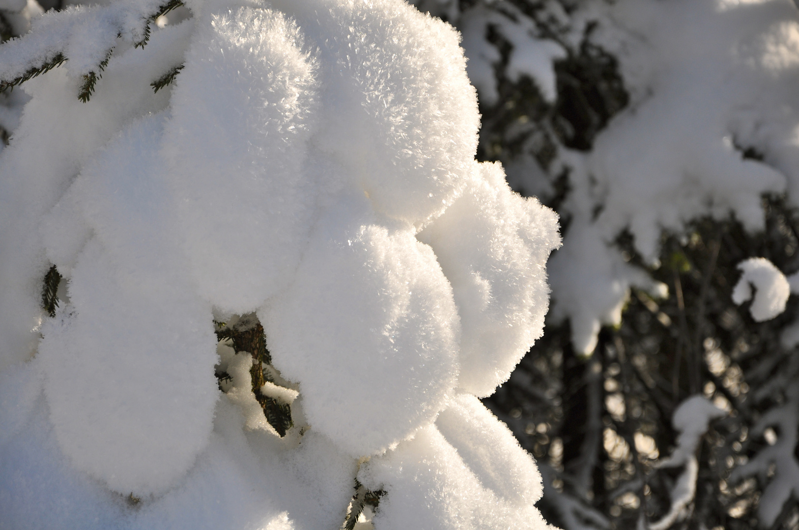 Schneeballen am Baum