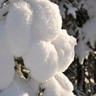 Schneeballen am Baum