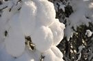 Schneeballen am Baum von apspieler 