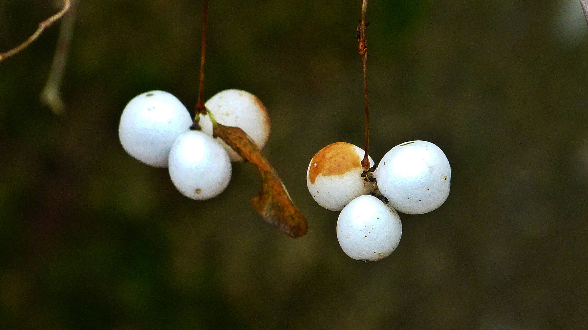 Schneeballen